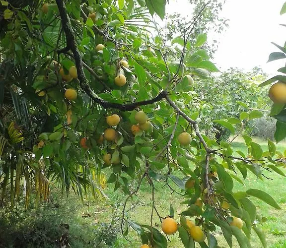 Miri 아파트 잠브라티야